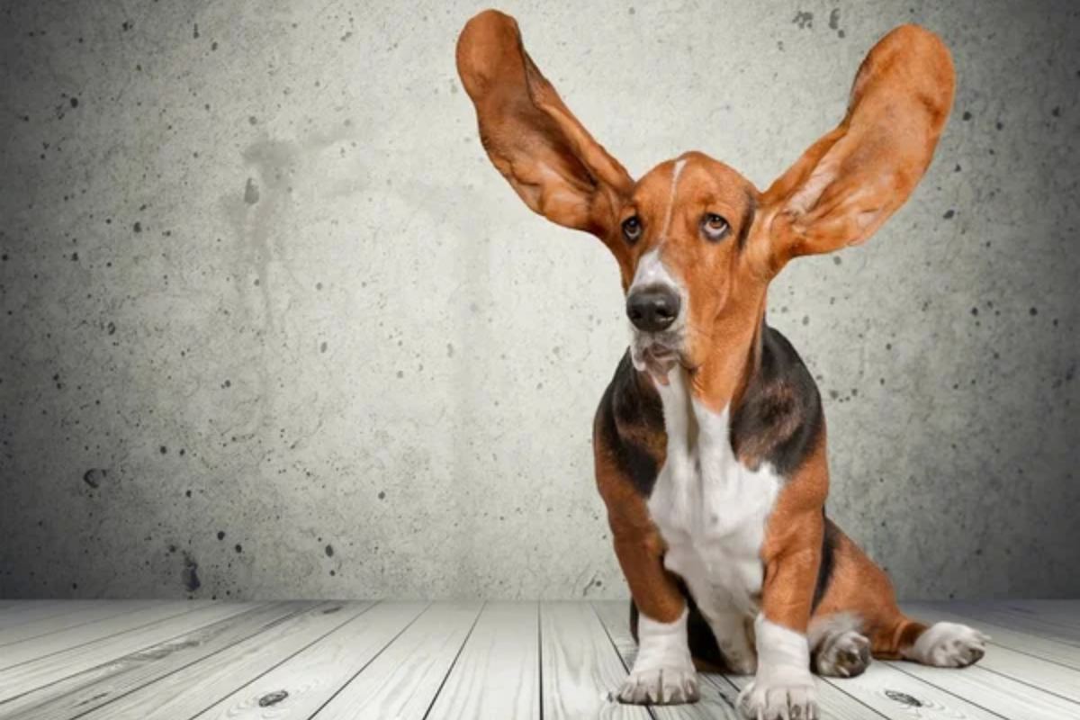 Dog Ears