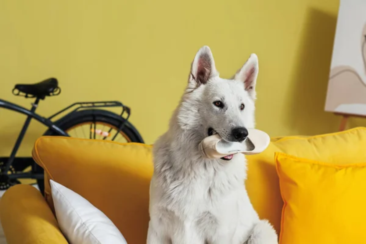 Dog Eating Shoes