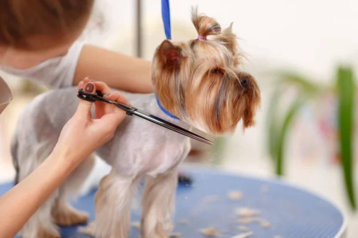Dog Grooming