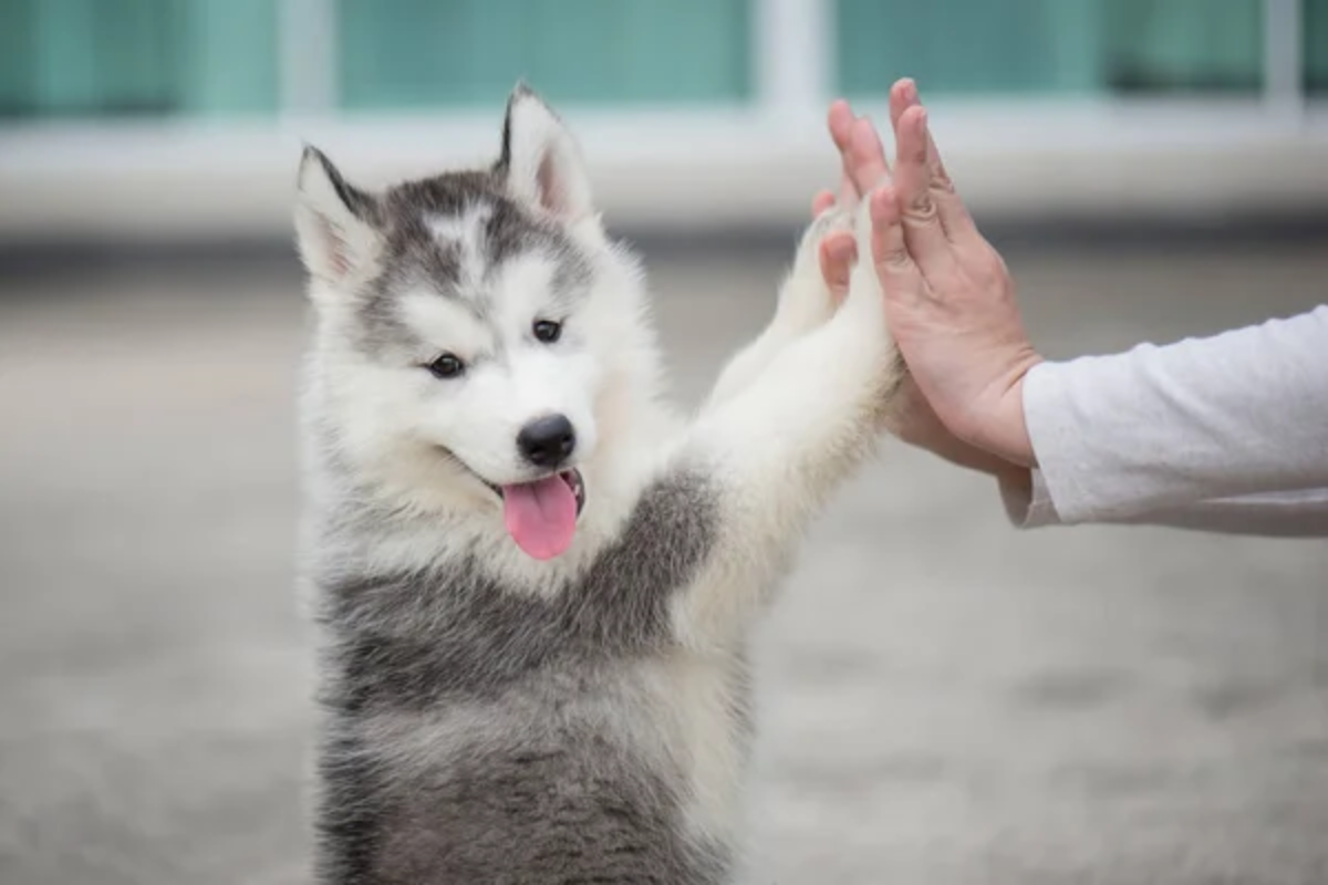 Dog Hi-Five