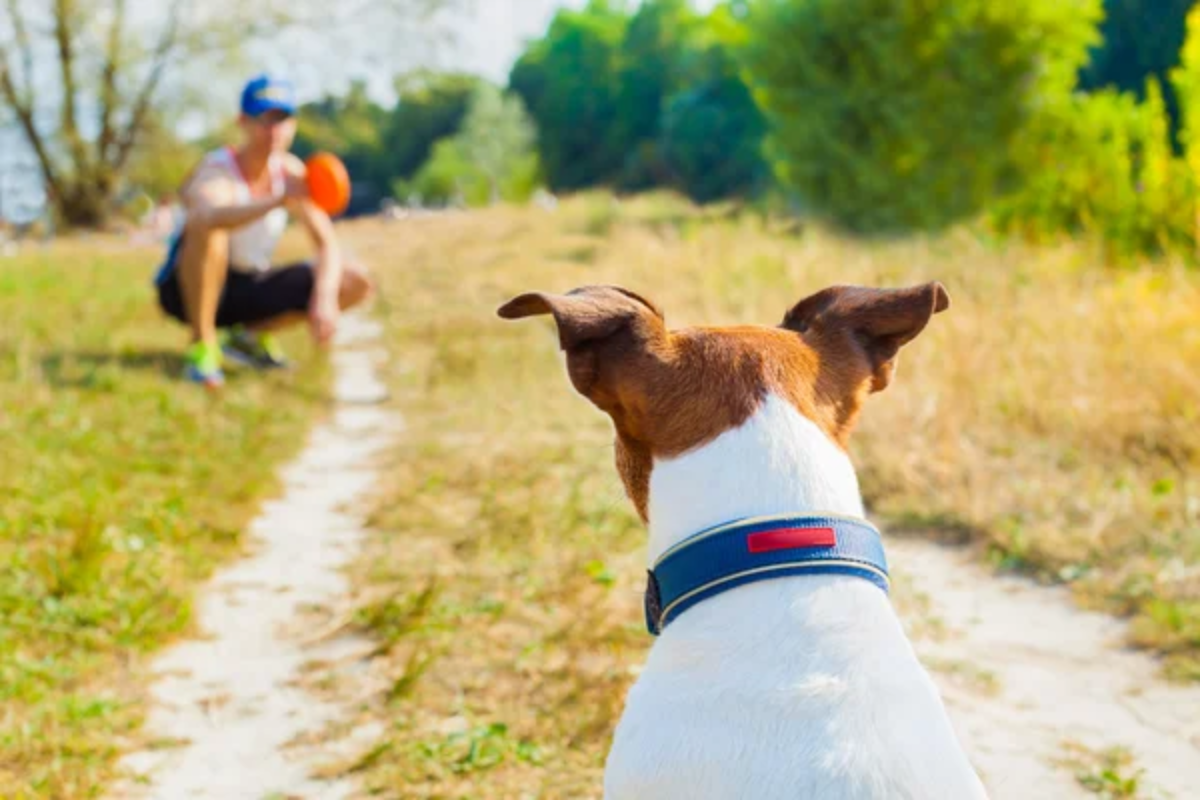 Dog Playing Fetch