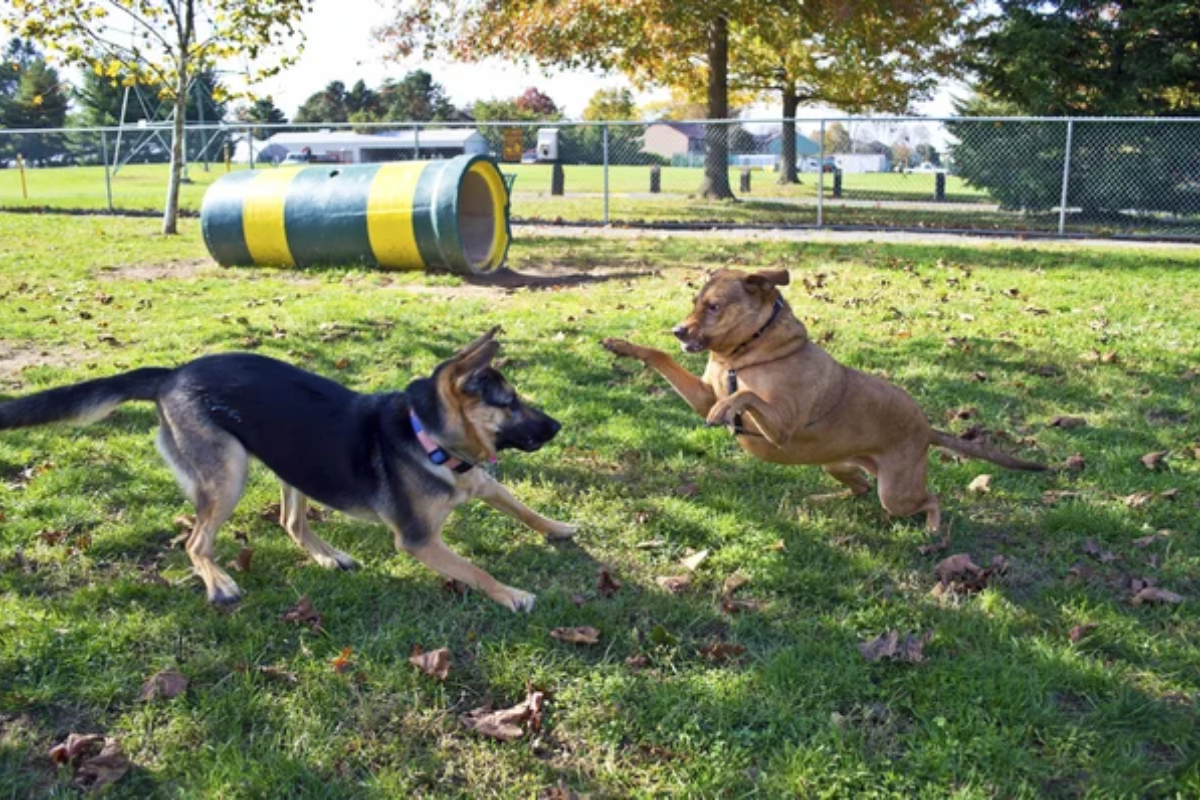 Dog Playing Park