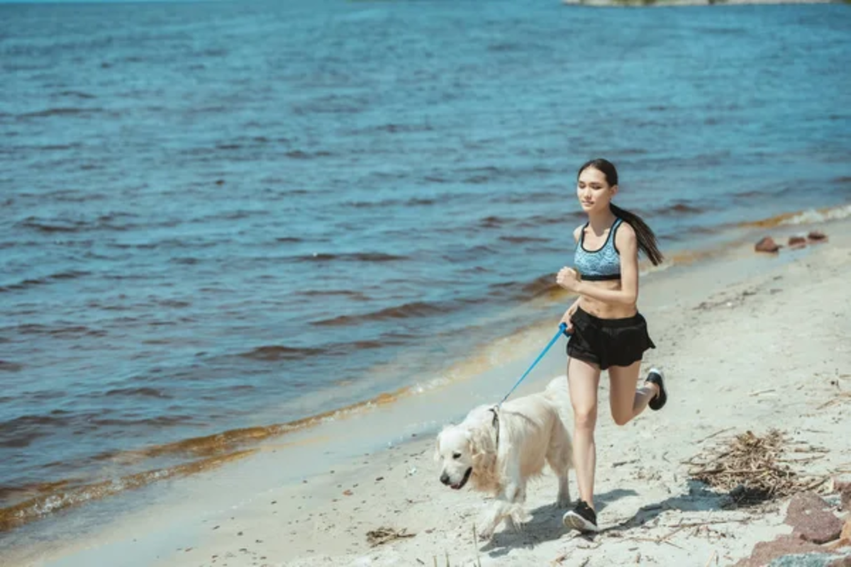 Dog Running