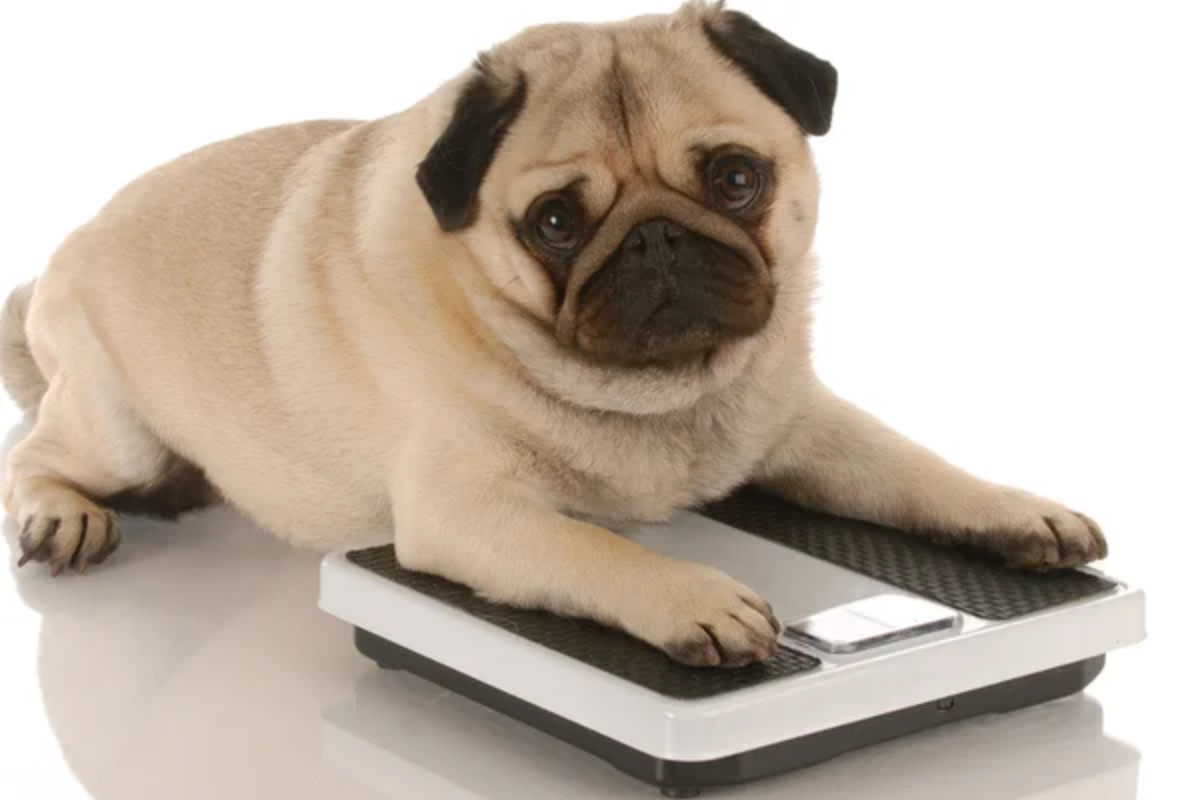 Dog Scale