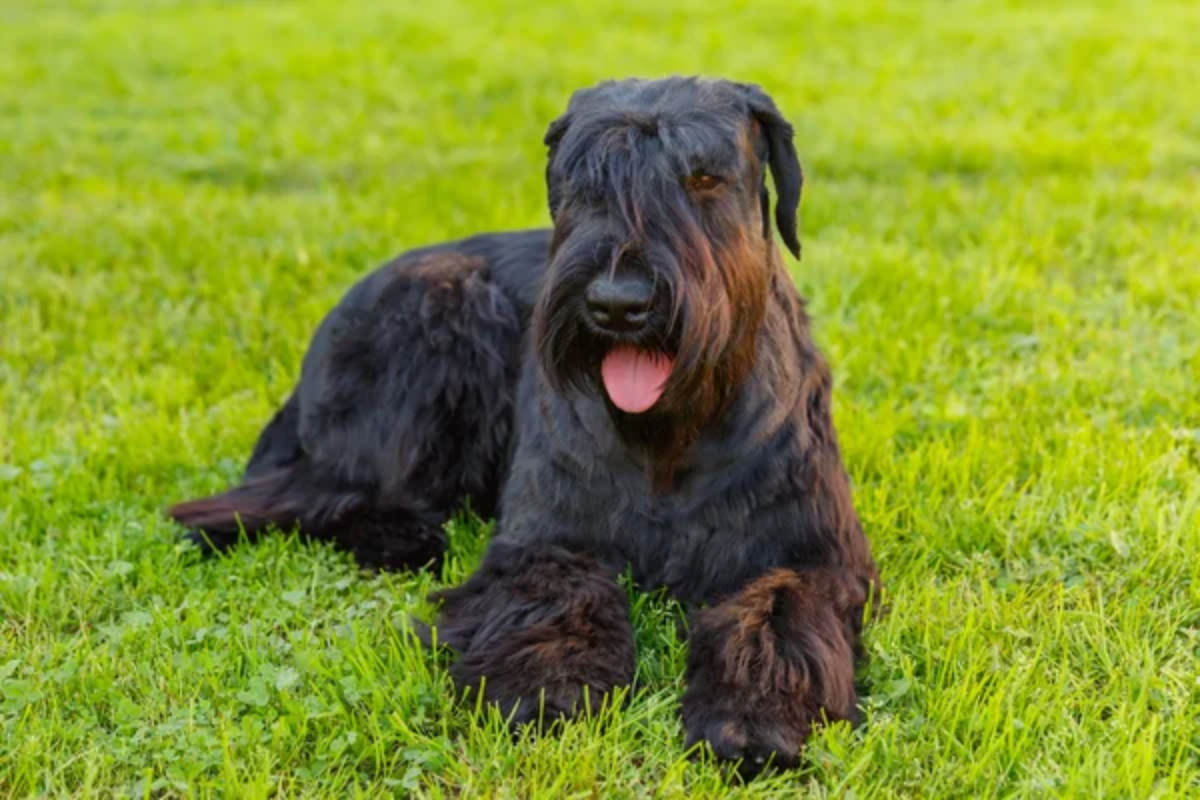 Dog Schnauzer