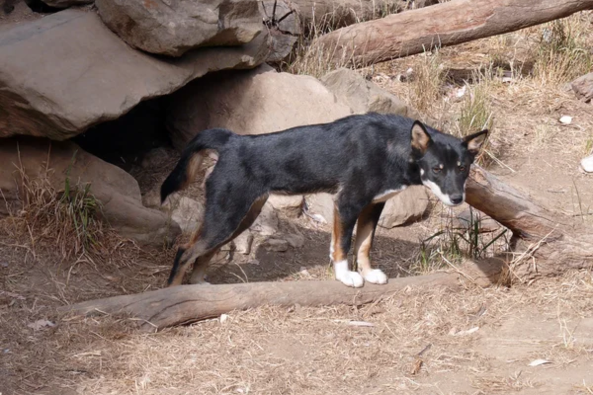 Dog Sedona Arizona