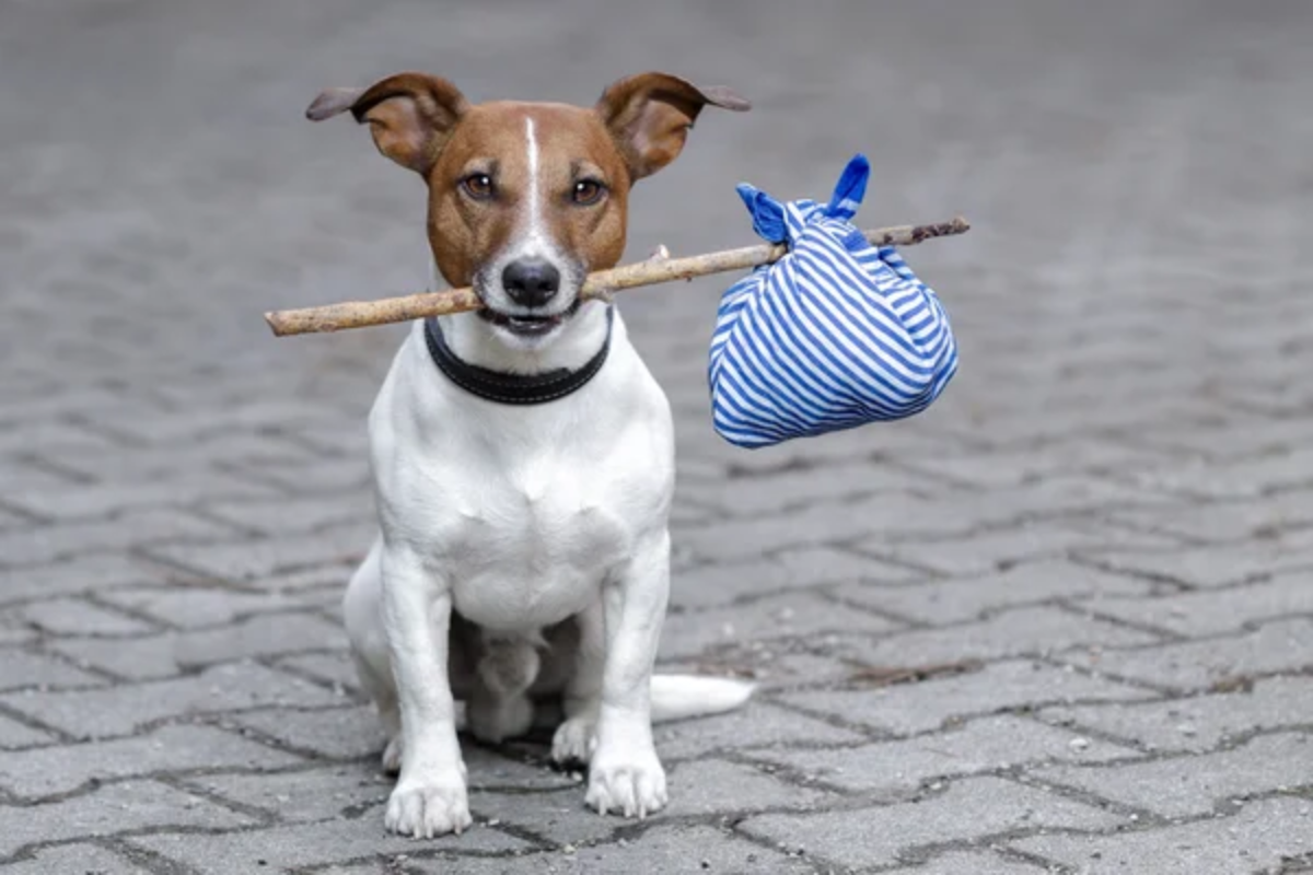 Dog Stick
