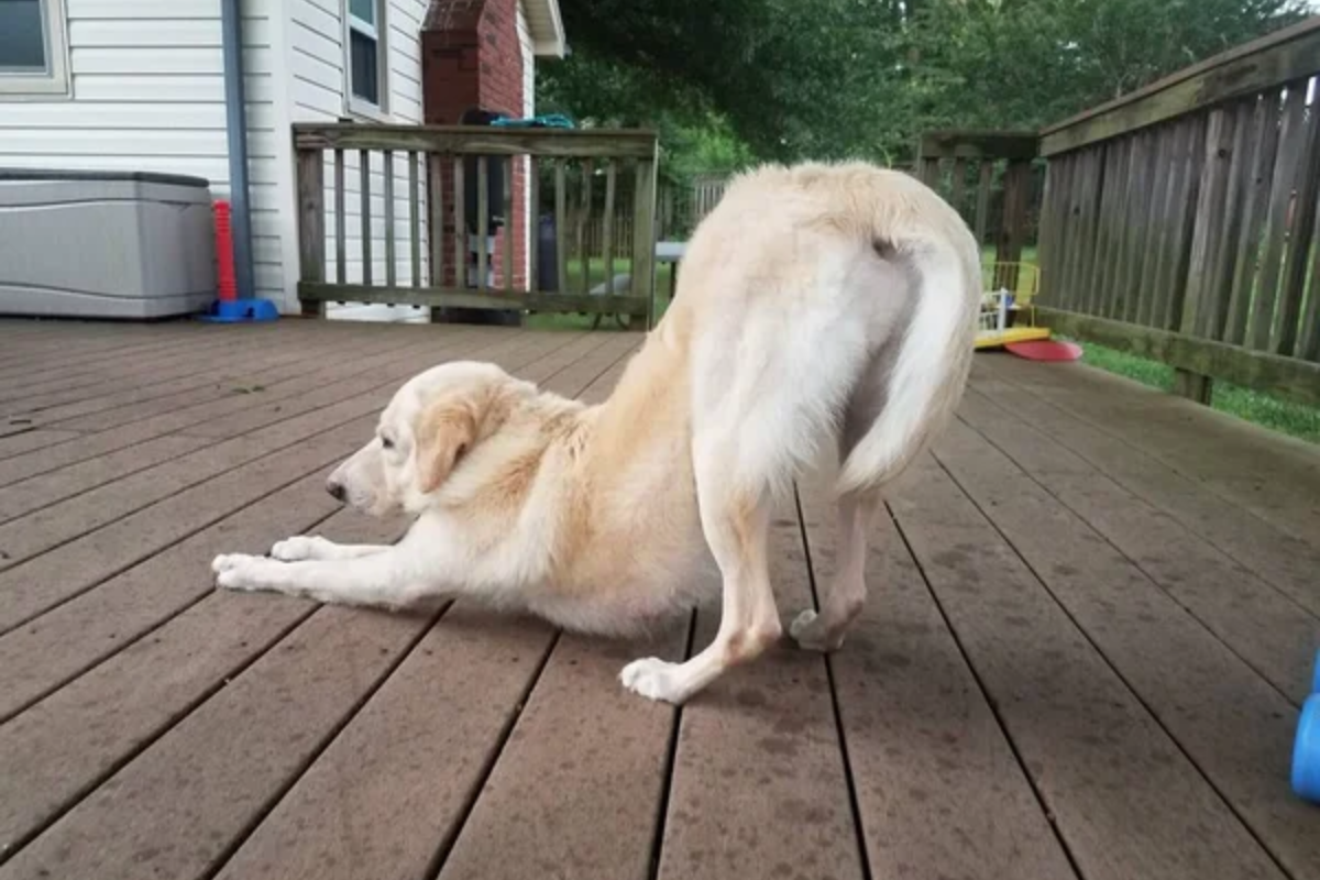 Dog Stretching