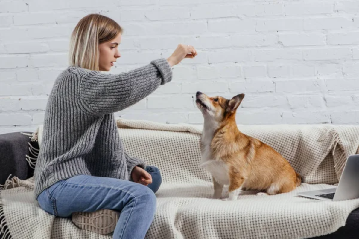 Dog Training