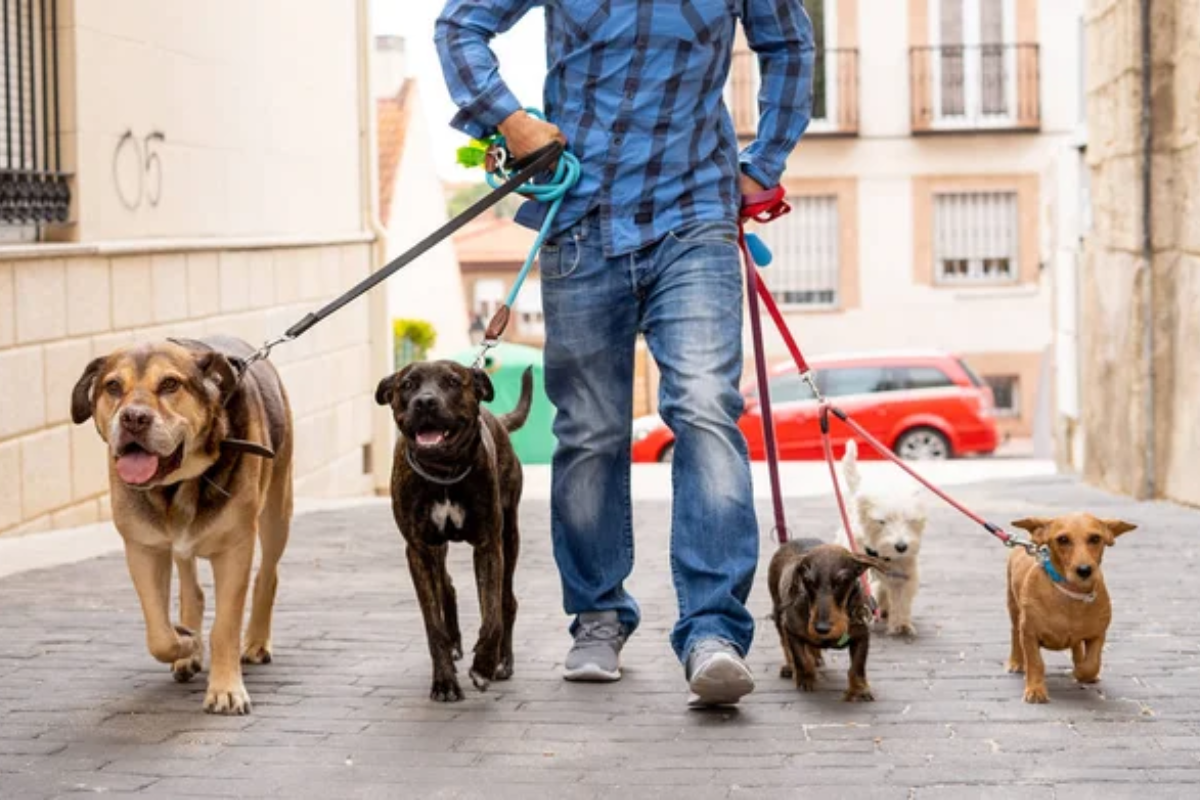 Dog Walk