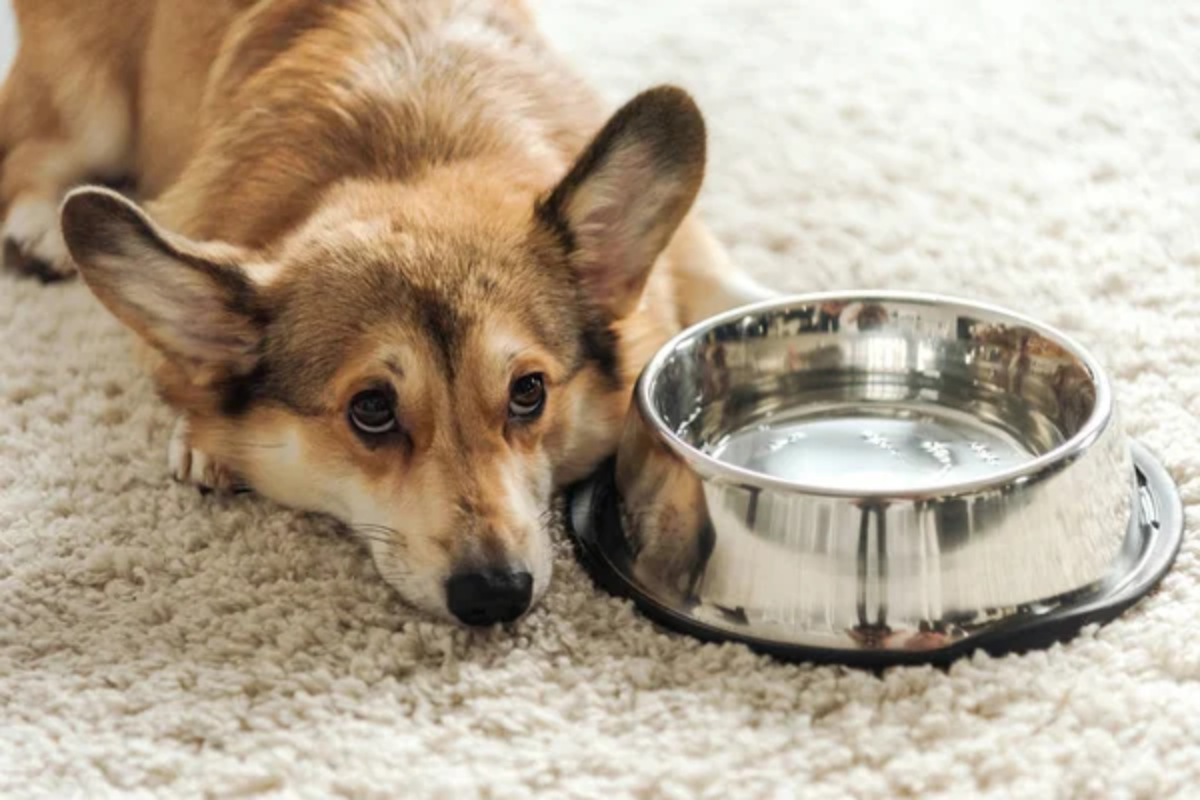 Dog Water