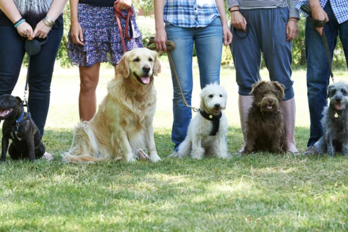 Dogs Dog Park