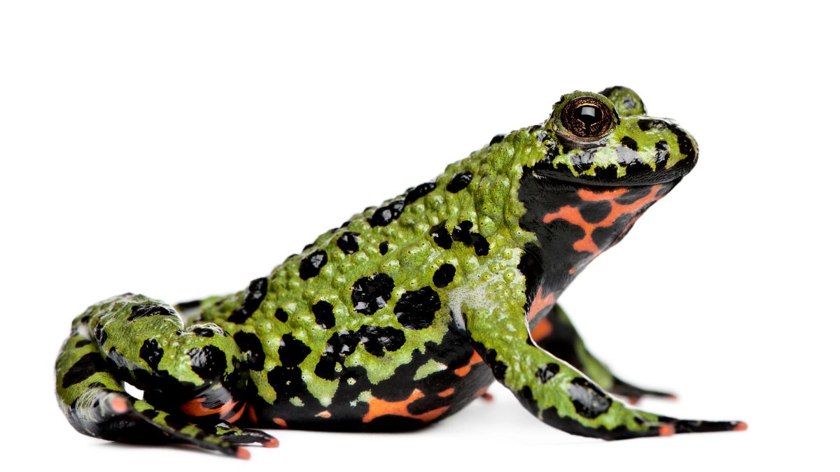 Fire-Bellied Toads