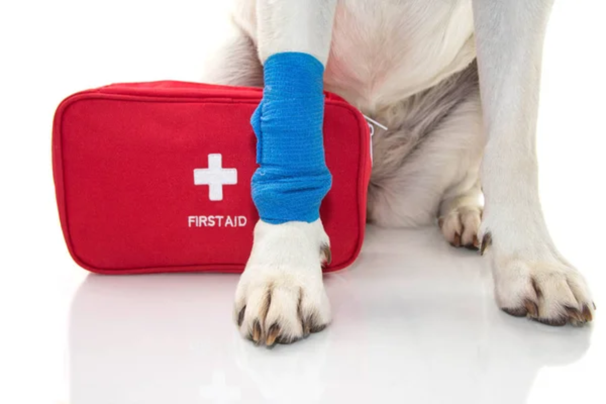 First Aid Kit Dog