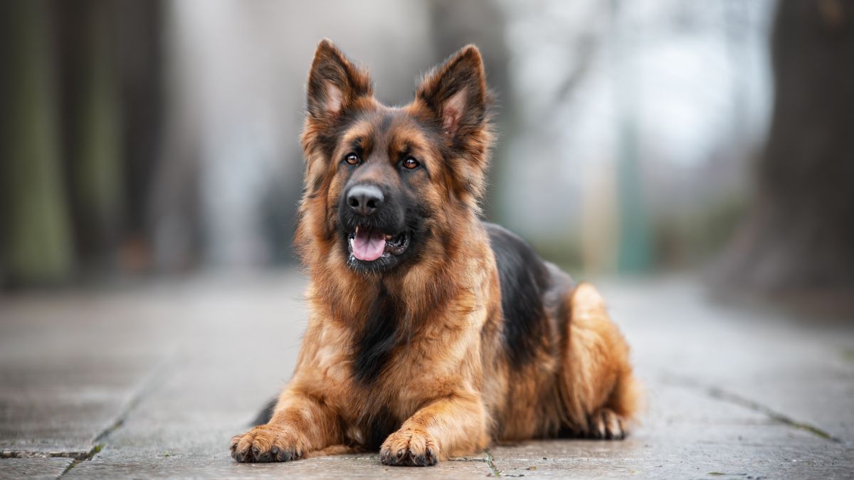 German Shepherd