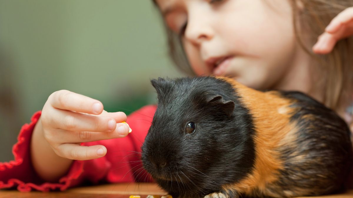 Guinea Pigs