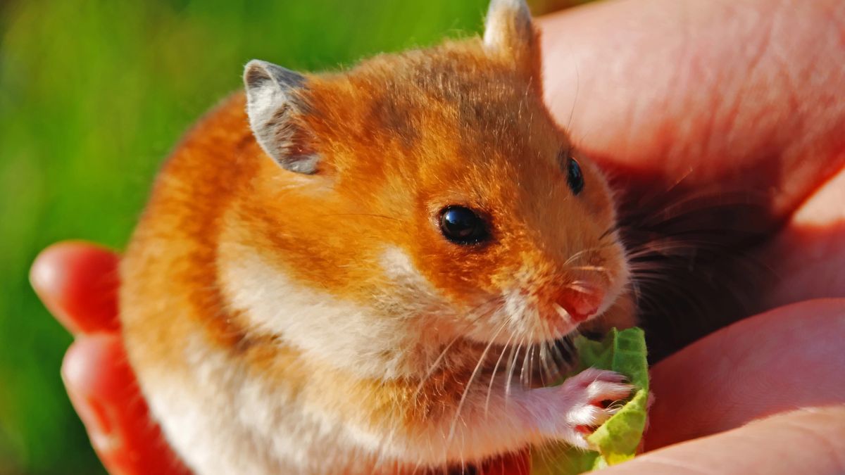 Hamsters