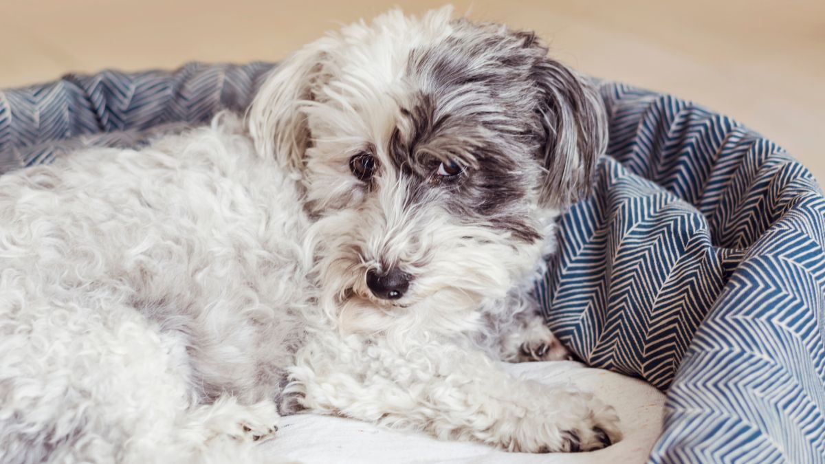 Havanese