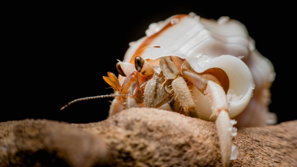 Hermit Crabs