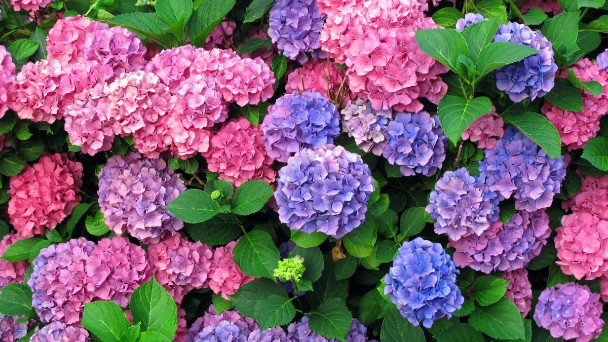 Hydrangeas