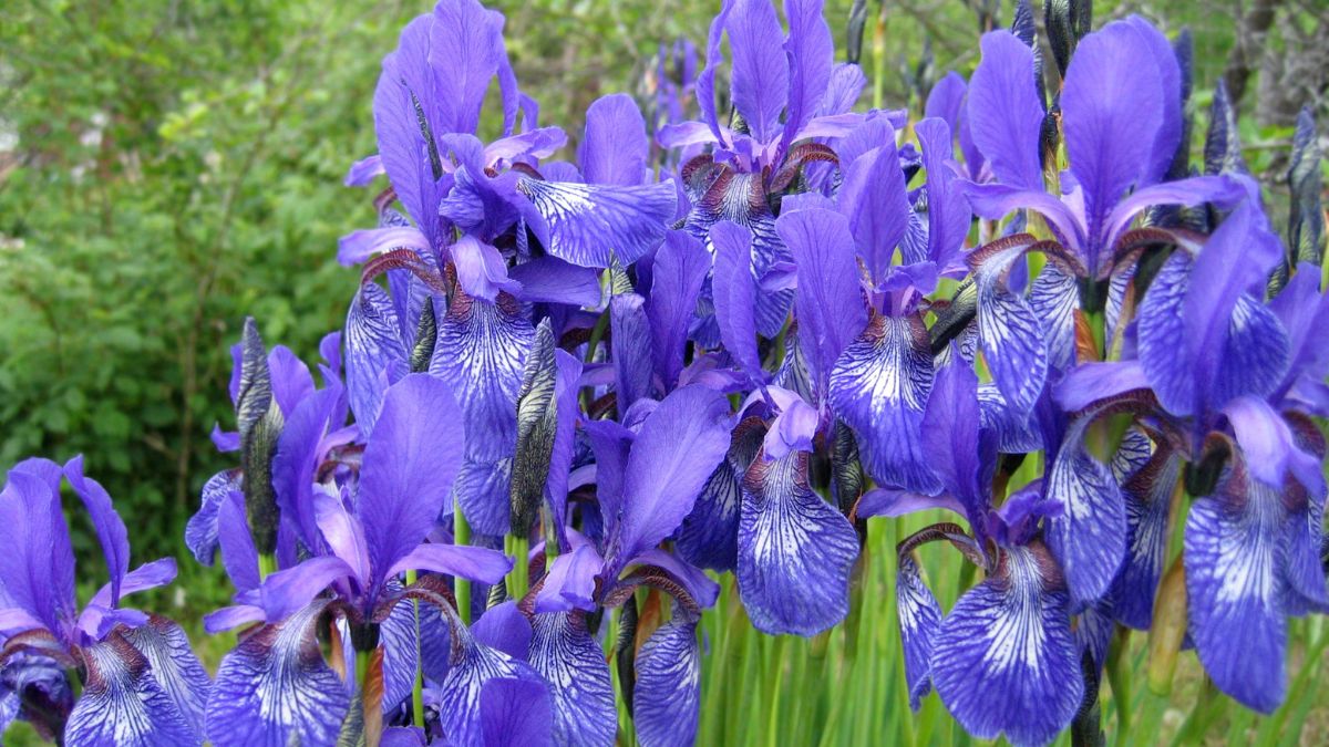 Iris
