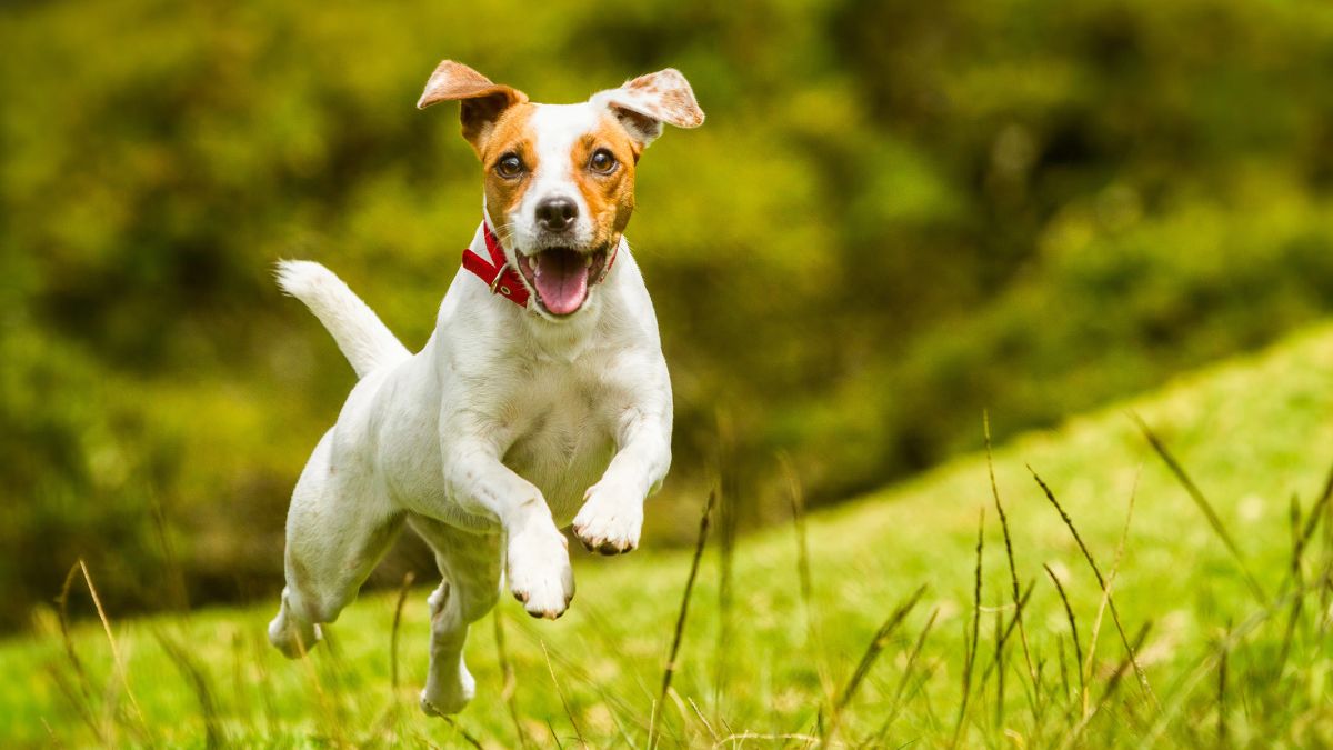 Jack Russell Terrier