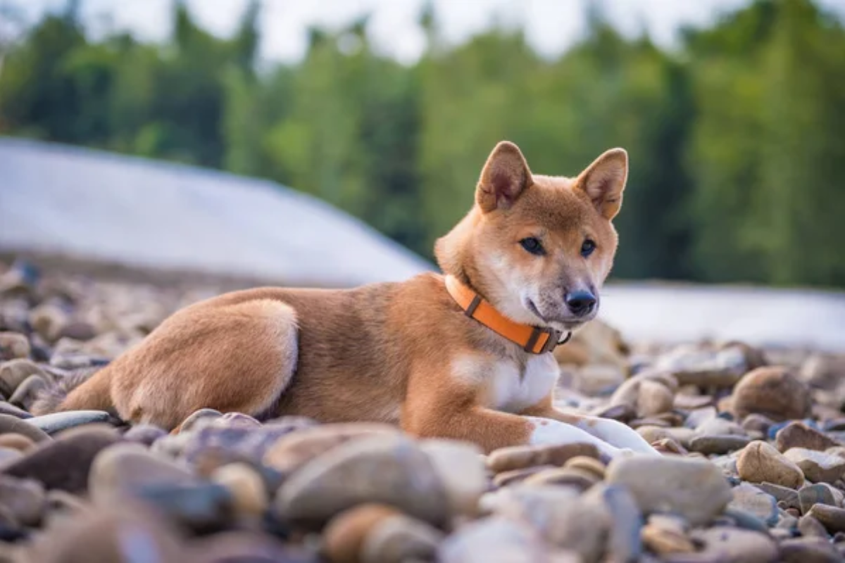Lake Tahoe Dog