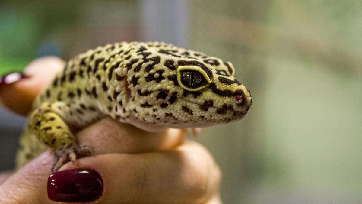 Leopard Geckos