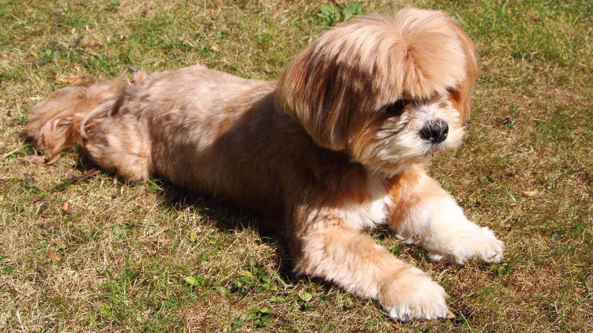 Lhasa Apso