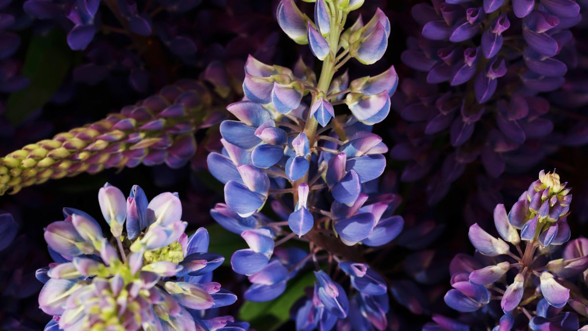 Lupine