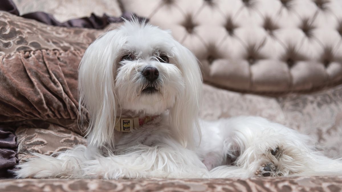 Maltese