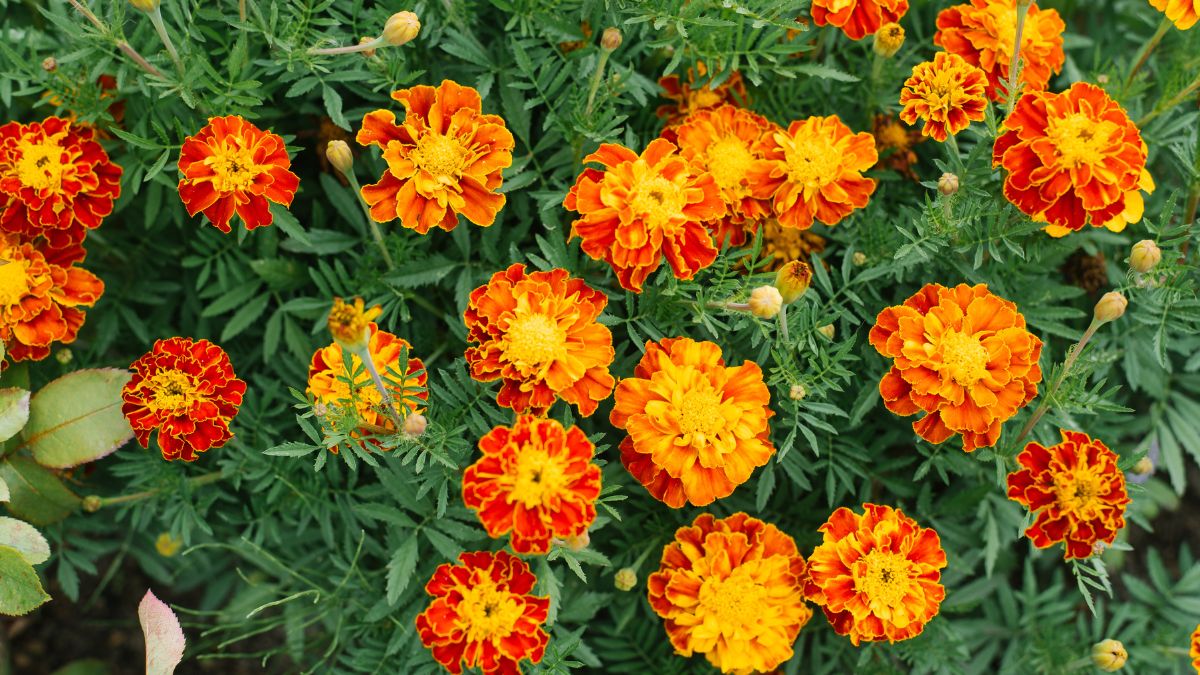 Marigolds