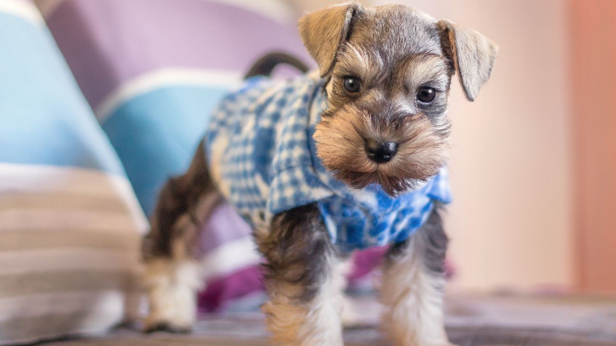 Miniature Schnauzer