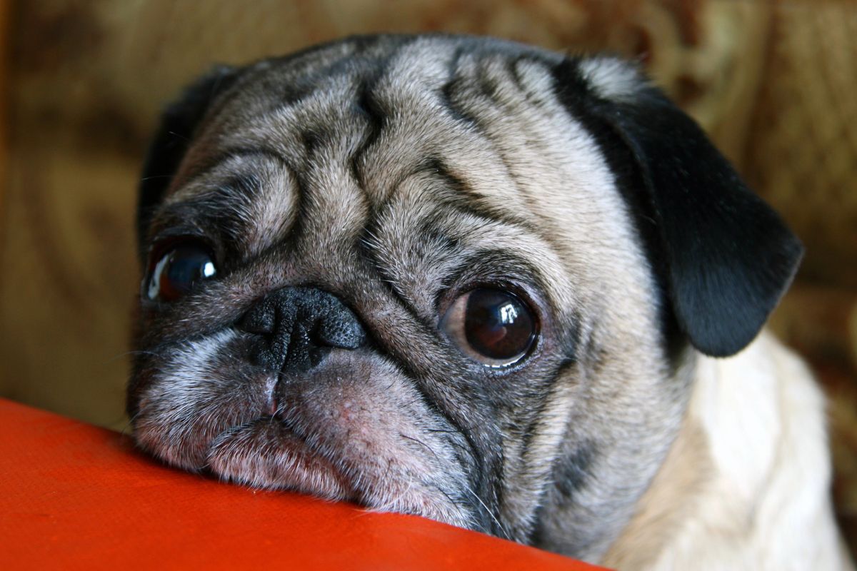 PUg with sad eyes.