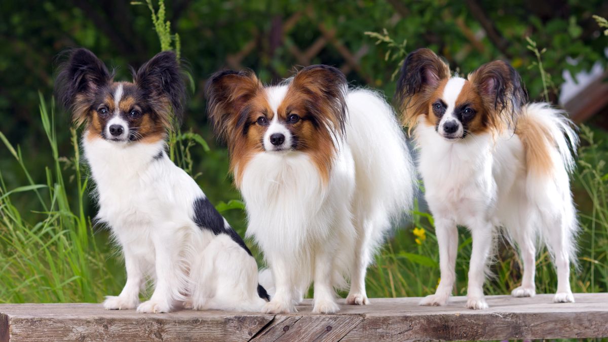 Papillon