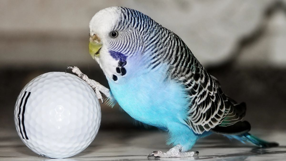 Parakeet