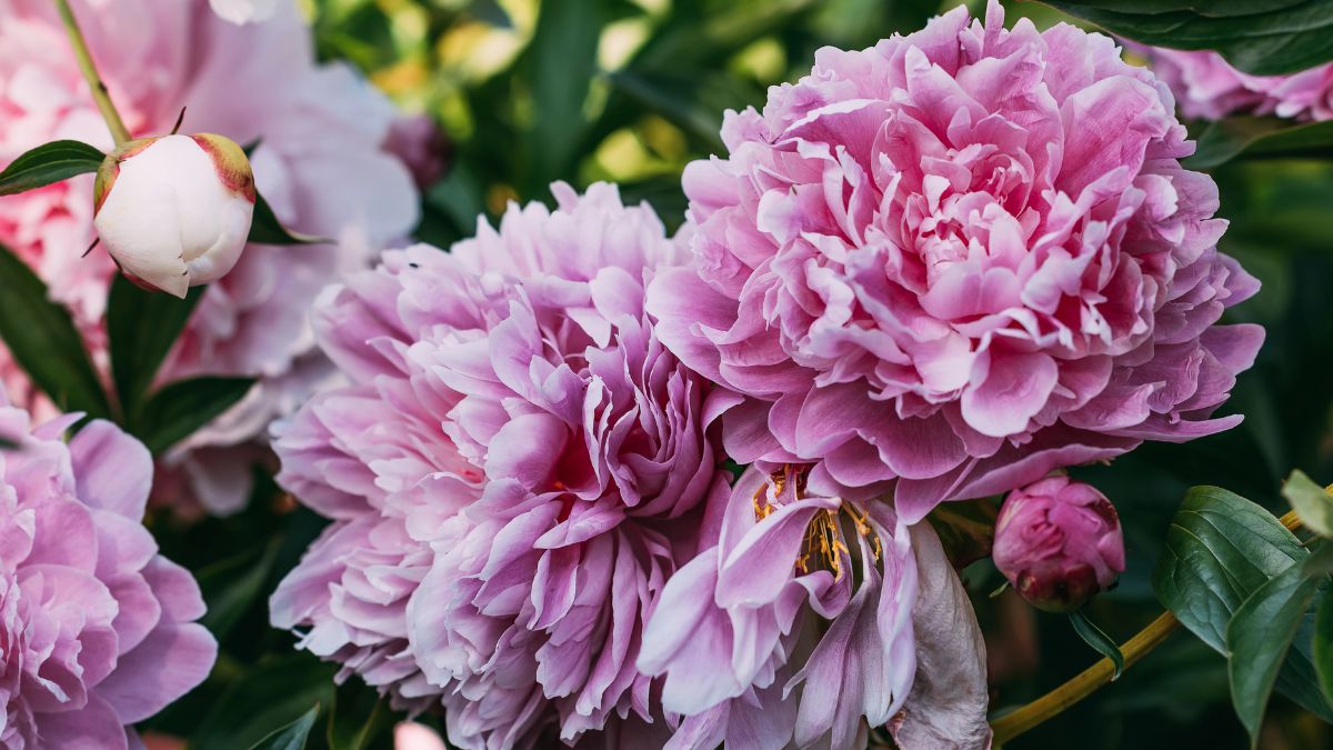 Peonies