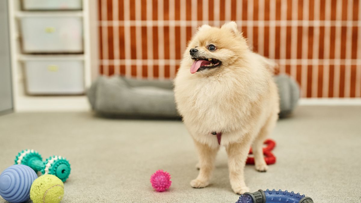 Pomeranian
