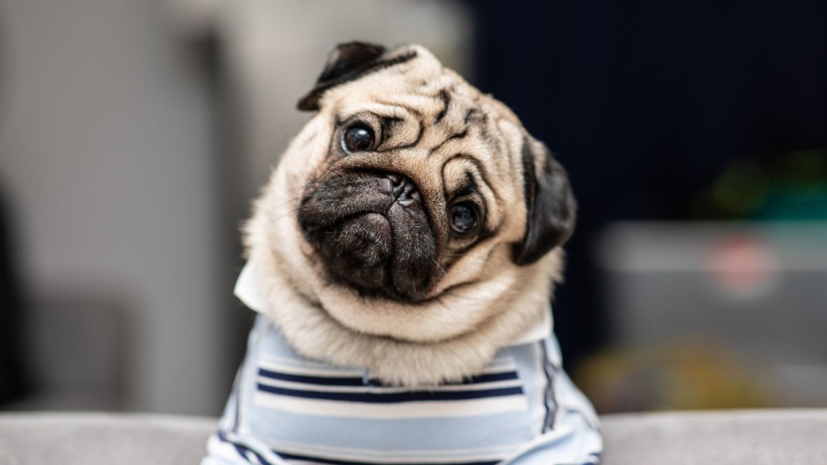 Pug