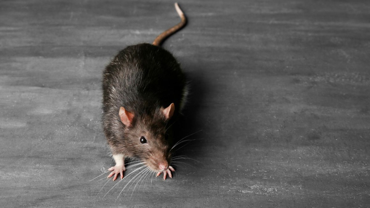 Rats