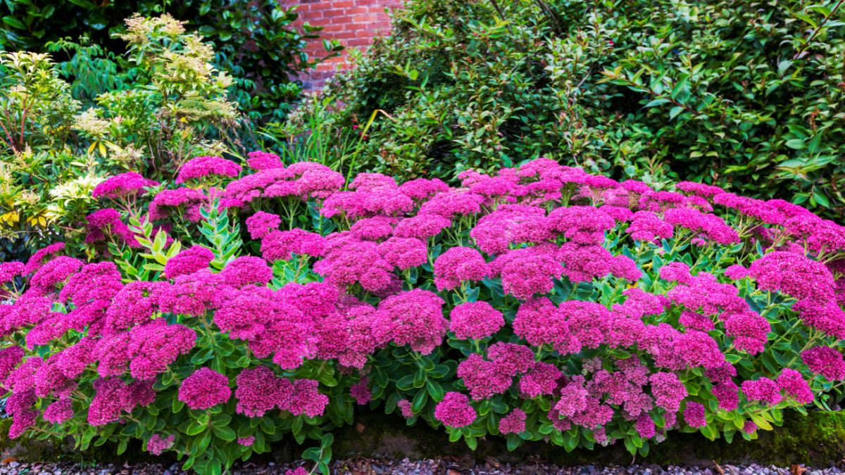 Sedum