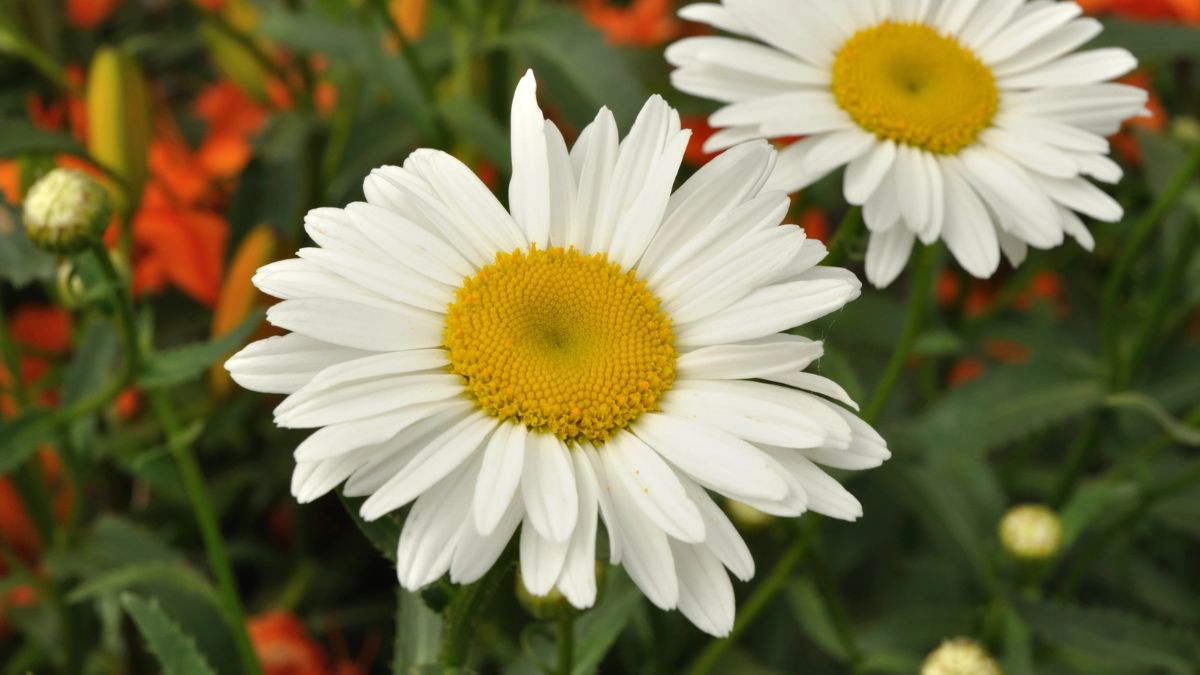 Shasta Daisy