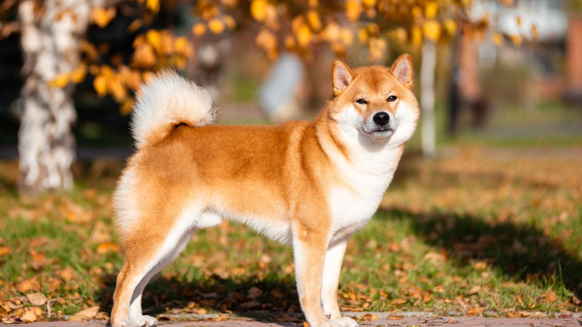Shiba Inu
