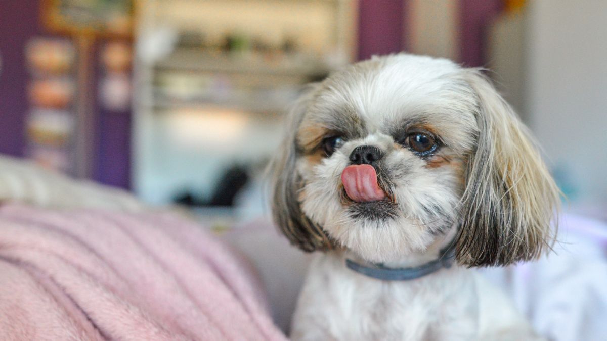 Shih Tzu