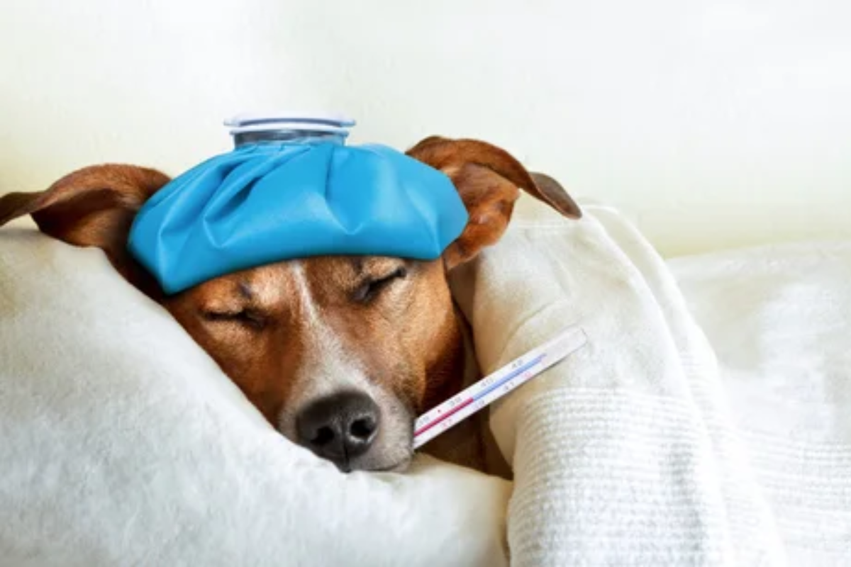 Sick Dog