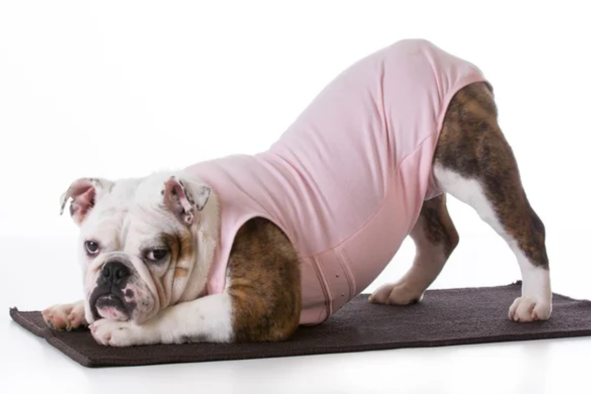 Stretching Dog Yoga