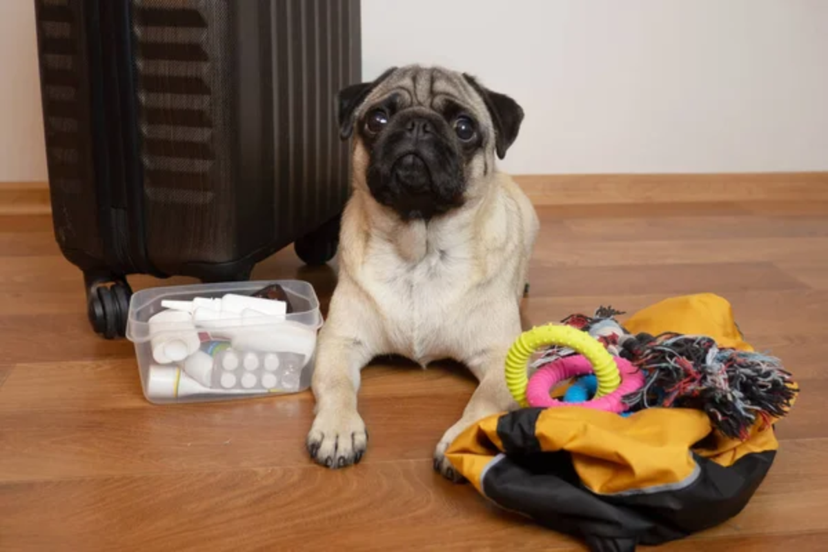 Suitcase Dog