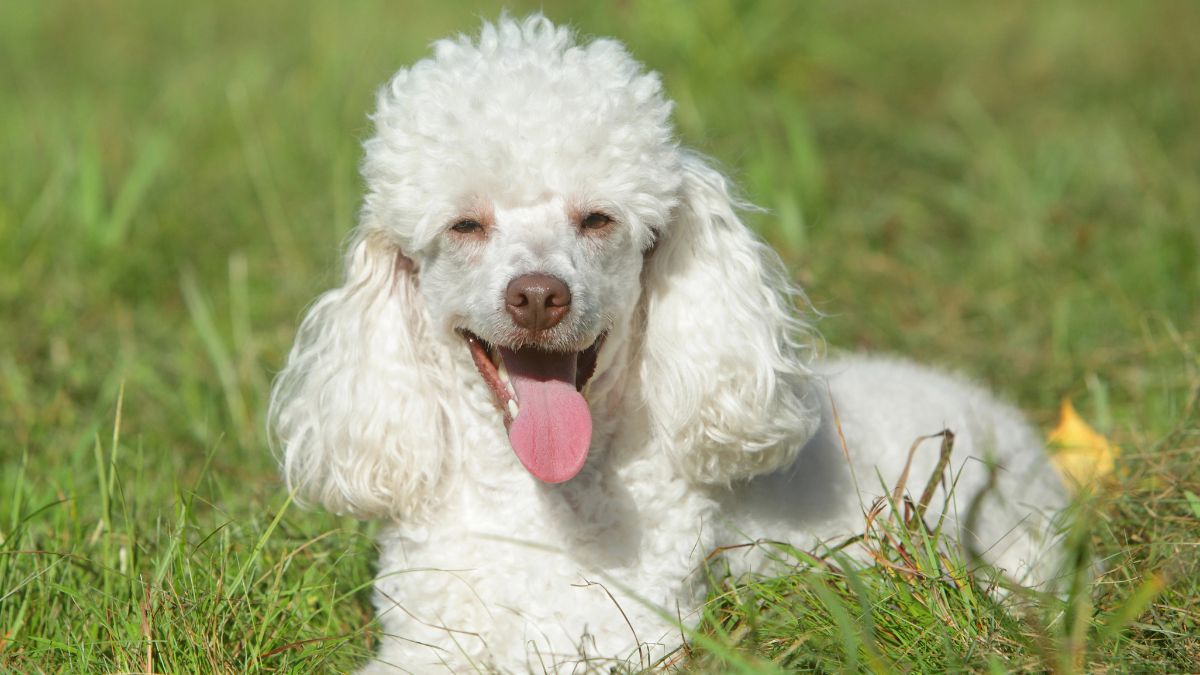 Toy Poodle