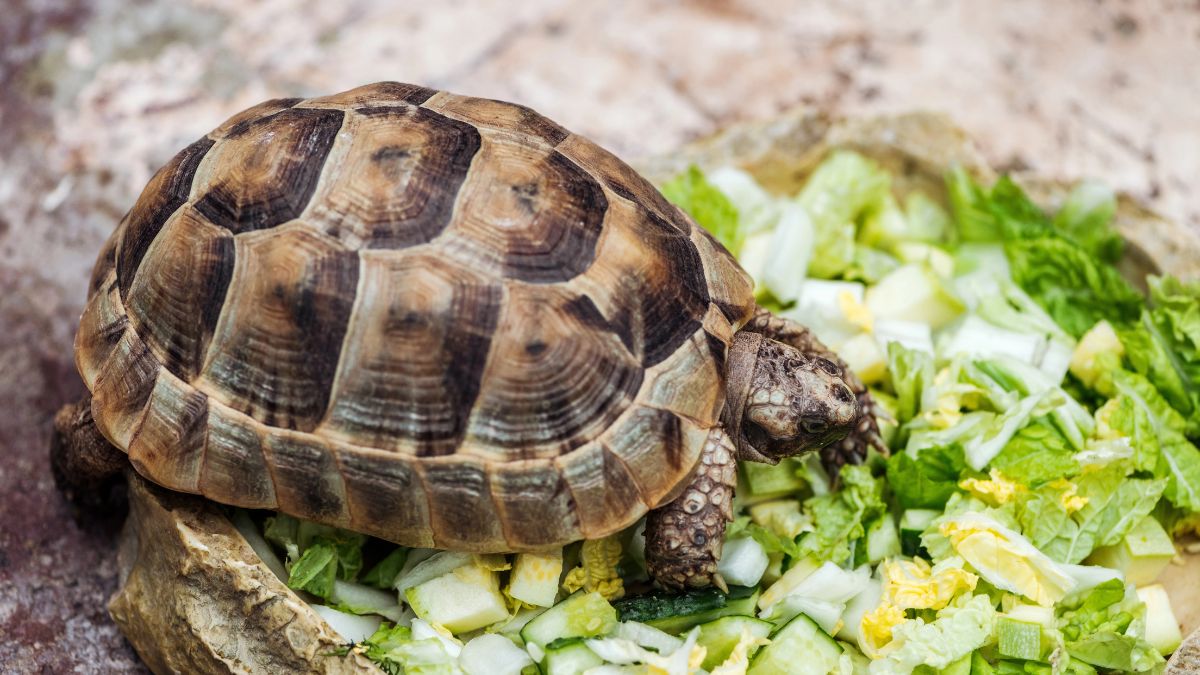 Turtles