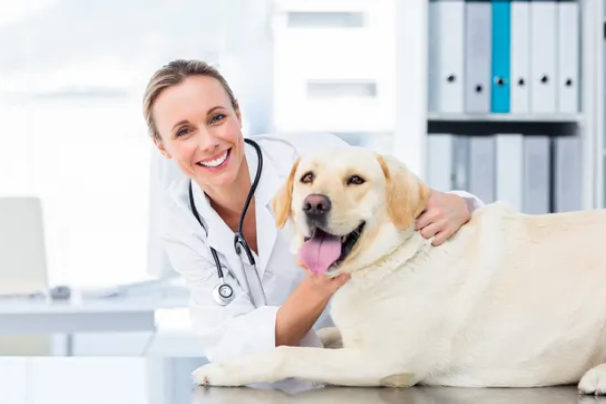 Veterinarian